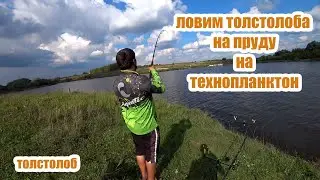 Ловим толстолоба на пруду. Планктон. Пенза. Поплавок.