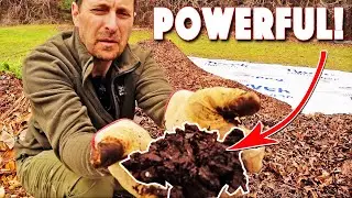 Vegetable Garden Soil Preparation & Amendments