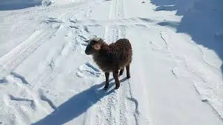 Маленький ягненок 🐑🐑🐑