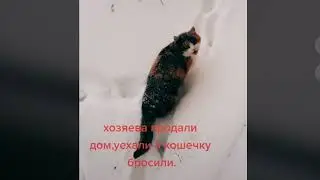 Когда хозяева продали дом а кошечку бросили 😿