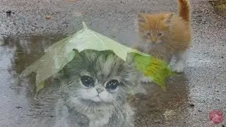 🐱С Международным днем кошек!🐱Самое красивое видео