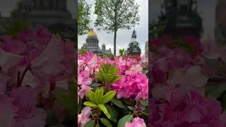 Фестиваль цветов в Санкт-Петербурге🌸😍Beautiful flowers #санктпетербург #beautiful #saintpetersburg