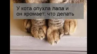 У кота опухла лапа и он хромает: что делать