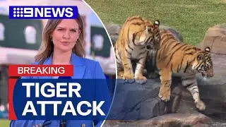 Handler mauled by tiger at Dreamworld | 9 News Australia