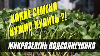 МИКРОЗЕЛЕНЬ ПОДСОЛНЕЧНИКА - СЕМЕНА - ПОДСОЛНЕЧНИК НА МИКРОЗЕЛЕНЬ
