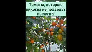 ТОМАТЫ, КОТОРЫЕ НИКОГДА НЕ ПОДВЕДУТ! ВЫПУСК 2