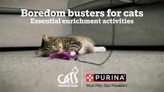 Cat boredom busters | DIY ideas and cat toy recommendations