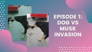 #Dog VS Musk