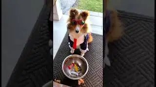 Dog Turns Up For Trick or Treat in Different Costumes At Owner's Door - 1262961