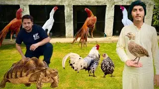 How to start Ground Bird Farming ?? Free range Chikes farming 🦃 #vlog