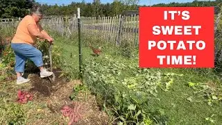 HARVESTING SWEET POTATOES- Did We Improve From Last Year?