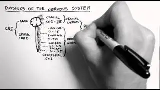 Divisions of the Nervous System