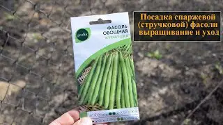 Спаржевая фасоль выращивание и уход