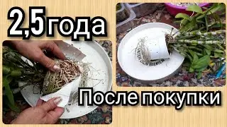 Дендробиум НОБИЛЕ  пересадка и самый лучший СУБСТРАТ ☺Как посадить орхидею )