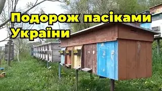 Бджолопакети чи пилок що краще отримувати з пасіки в Карпатах   Бджоли в горах та їх утримання