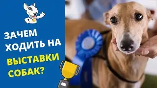 Выставки собак: зачем идти на выставку вашей собаке; что такое хендлинг и кто такой хендлер