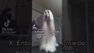 Este perro te da miedo? 🤨