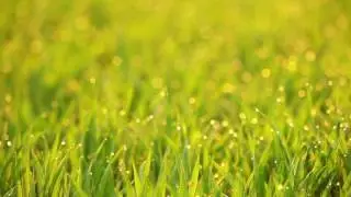 Grass Video Background. Seamless Loop