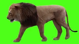 Green screen background 🦁 Lion || green screen video || lion green screen || green screen lion walk