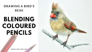 Blending Colours to Create a Bird's Beak - Beginner Colored Pencil Drawing Tutorial