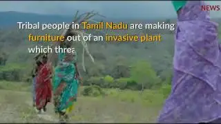 How tribal people in TN are making furniture out of an invasive plant which threatens environment