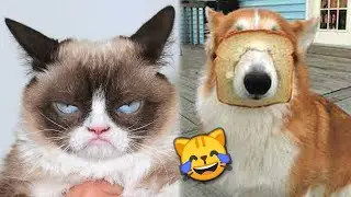 Funny Dogs and Cats Reaction 🤣 | TikTok Compilation | JoysPets