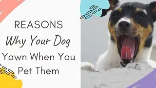 Why do dogs yawn when you pet them: Reasons Why Dog Yawn when you pet them Explained