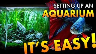 HOW TO: Set Up an Aquarium | Step by Step | Tips & Tricks