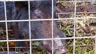 Feral Boar