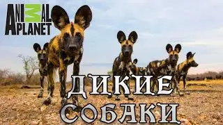 Гангстеры дикой природы - Дикие собаки. #Документальный фильм Animal Planet 12+