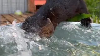 Соболь принимает душ 💦 сбежавший волчонок больше не гуляет по парку ‼️