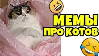 😁 Лютые Приколы ► Мемы Про Котов 🐈 Подборка (Смешные мемы. Угарные Приколы и Лучшие Мемы)