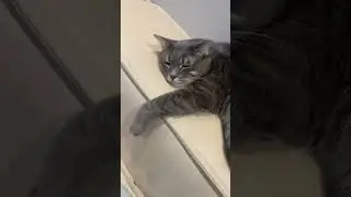 Почему котам нравится, когда их гладят 😻 