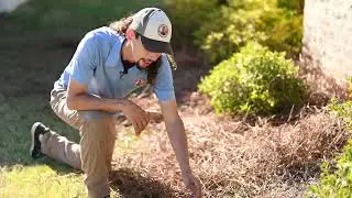 How to apply Pine Straw to Landscape Beds DIY