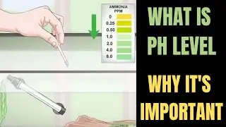 What Is Ph Level || Why Ph Level Increase or Decrease || How To Maintain Ph In Aquarium