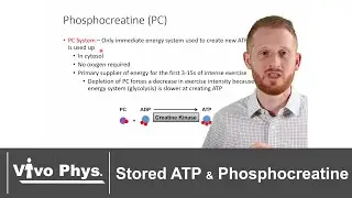 Stored ATP and Phosphocreatine - Immediate Bioenergetic Sources of Energy