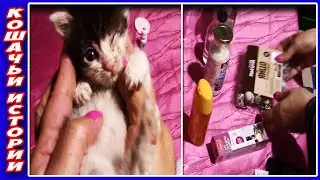 Мэйсон. Чем мы Кормили и Как Лечили Глазки Брошенному Котеночку без Матери.