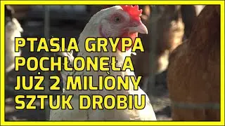 GŁOGÓW. Ptasia grypa pochłonęła już 2 miliony sztuk drobiu