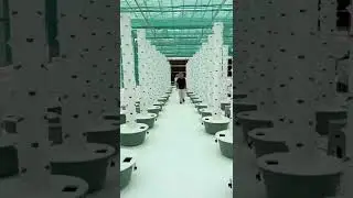 ☝🏼 1 month growth in an aeroponic Tower Farm in Kuwait 