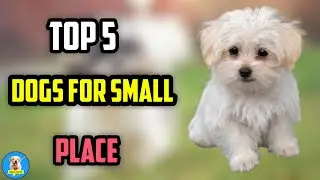 Top 5 Dogs 😍🔥 For Small Place ✨😎 | #shorts #dogs #Cutedogs #puppies