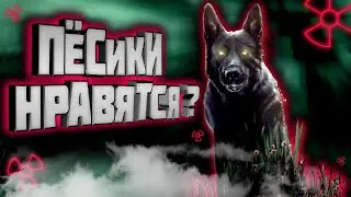 20 видов СОБАК из модов STALKER