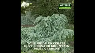 🌲Your Guide to Cedars - Best Picks for Mountain West Gardens🌲