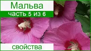 🌺 Целебные свойства мальвы и применение