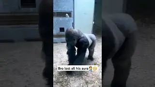 KungFu Gorrila🦍 #gorilla #kungfu #funny #animals #wildlife #zoo #fyp #viral #viralbanget #fy #shorts