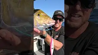 FDYS Jigs do it AGAIN..  #fishing #fishingvideo #fishing #survival #emergency #foodstorage #jigging