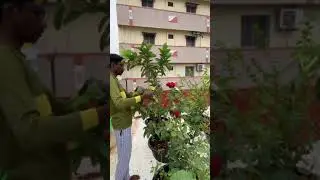 first harvest of guava fruit on my terrace garden ☺️🥰