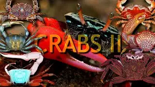 CRABS TWO, the perfect animal