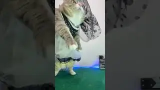 Кошачий ￼косплей | танец Уэнсдей 