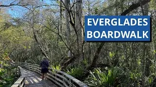 EarthSky Goes to Corkscrew Swamp Sanctuary