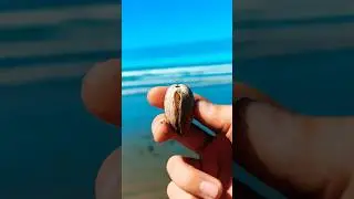 How YOU Can Find 20 Million Year Old Fossils EASY! 